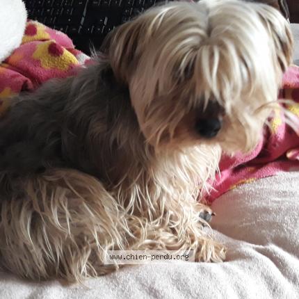 Photo de chien trouvé à Sainte Hermine