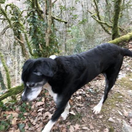 Photo 1/1 Chien retrouvé Trouvé à Saint gregoire