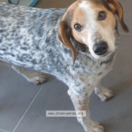 Photo de chien perdu à Russan