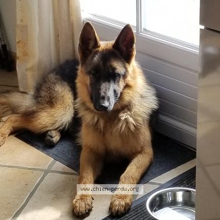 Photo 1/1 Chien retrouvé Perdu à Olonne sur mer