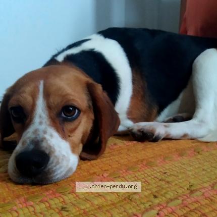 Photo de chien perdu à Saint Priest