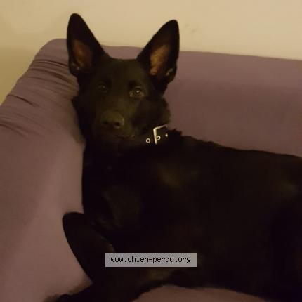 Photo 1/1 Chien retrouvé Perdu à Saint pair sur mer