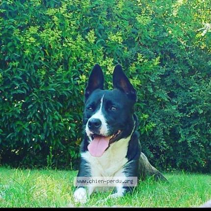 Photo 1/1 Chien retrouvé Perdu à Aizenay