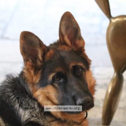 Photo de chien perdu à Chaponost