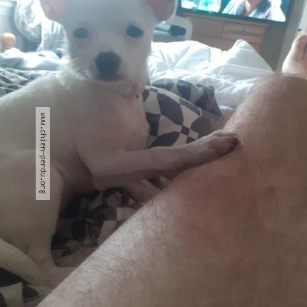 Photo de chien perdu à Emanville