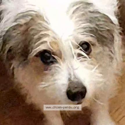 Photo 1/1 Chien retrouvé Perdu à Toulouse