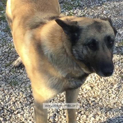 Photo de chien perdu à Violes