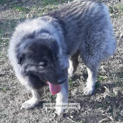 Photo 1/1 Chien retrouvé Trouvé à Draguignan