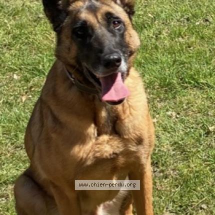 Photo 1/1 Chien retrouvé Perdu à Saint laurent en gatines