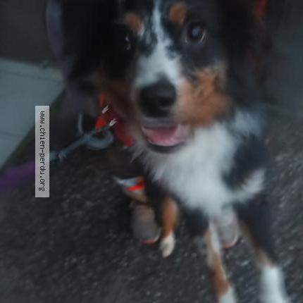 Photo 1/1 Chien retrouvé Trouvé à Feyzin