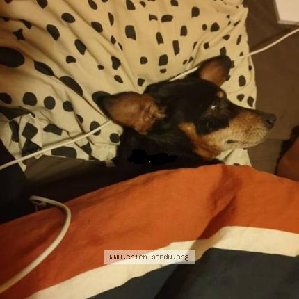 Photo 1/1 Chien retrouvé Perdu à Curtil sous burnand