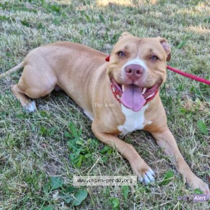 Photo 1/1 Chien retrouvé Perdu à Marcilly le hayer