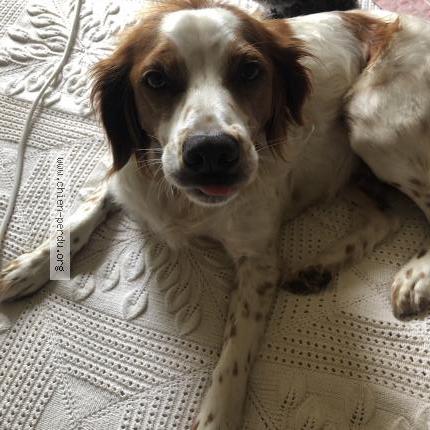 Photo de chien perdu à Orgnac Sur Vezere