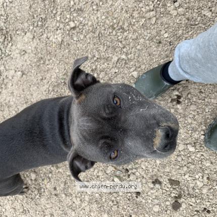 Photo de chien perdu à Mardie