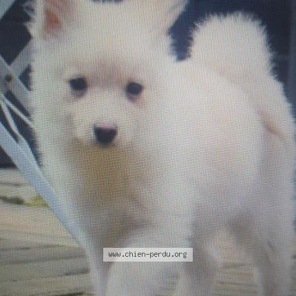 Photo 1/1 Chien retrouvé Perdu à Strasbourg
