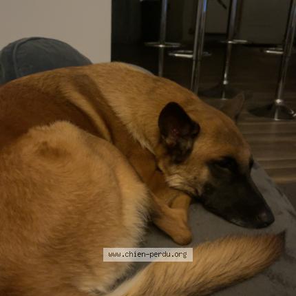 Photo 1/1 Chien retrouvé Perdu à Beaufort