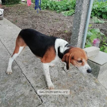 Photo de chien perdu à Vernoux En Gatine 79240