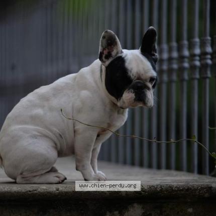 Photo 1/1 Chien retrouvé Perdu à Sauveterre De Guyenne