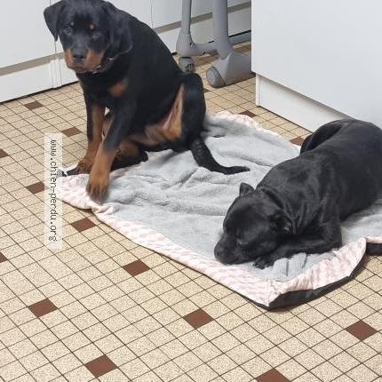 Photo 1/1 Chien retrouvé Perdu à Pouzauge