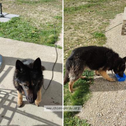 Photo 1/1 Chien retrouvé Trouvé à Sainte anne sur gervonde