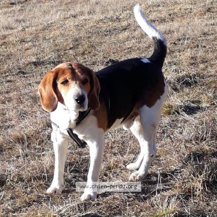 Photo de chien perdu à Fleurieu Sur Saone