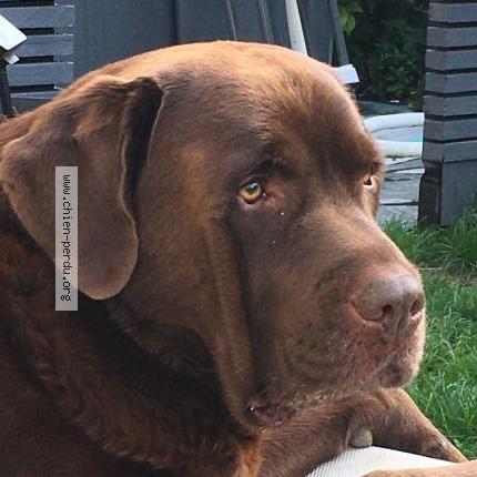 Photo de chien perdu à Poincy