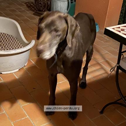 Photo 1/1 Chien retrouvé Trouvé à Balma