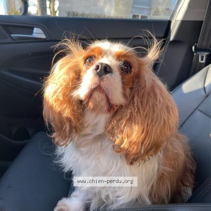 Photo 1/1 Chien retrouvé Trouvé à Mont Saint Aignan