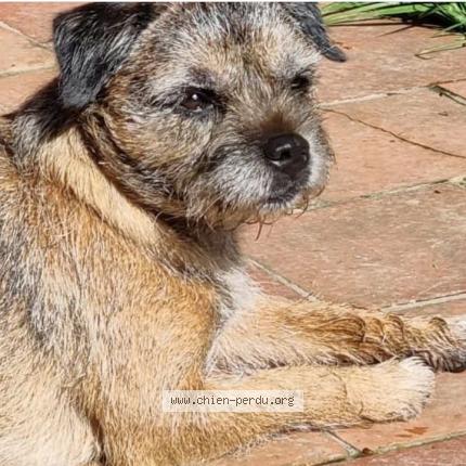 Photo 1/1 Chien retrouvé Perdu à Surville