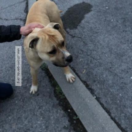 Photo de chien trouvé à Cournonsec