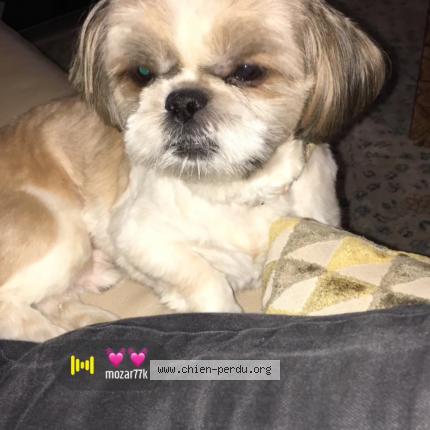 Photo de chien perdu à Jouy Le Moutier
