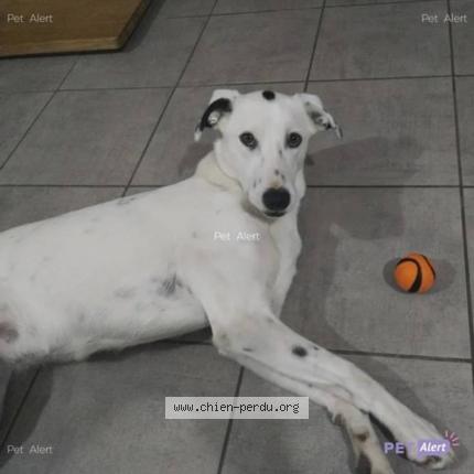 Photo de chien perdu à Bourg De Peage