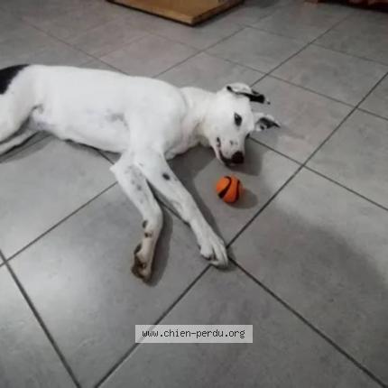 Photo 2/2 Chien retrouvé Perdu à Bourg De Peage