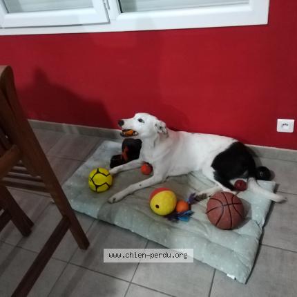 Photo 1/1 Chien retrouvé Perdu à Bourg De Peage