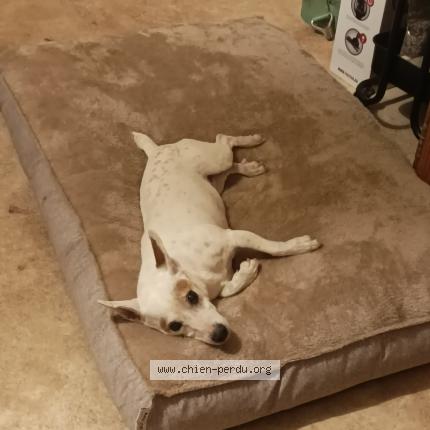 Photo de chien perdu à Le Creusot