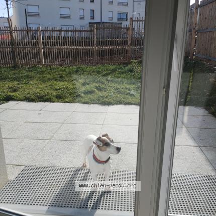 Photo de chien perdu à Courdimanche