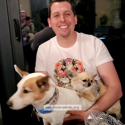 Photo 1/1 Chien retrouvé Perdu à Chailly en brie