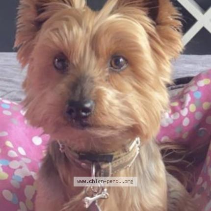 Photo 1/1 Chien retrouvé Perdu à Le Plessis Pate
