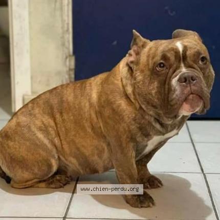 Photo de chien perdu à Vitry Sur Seine