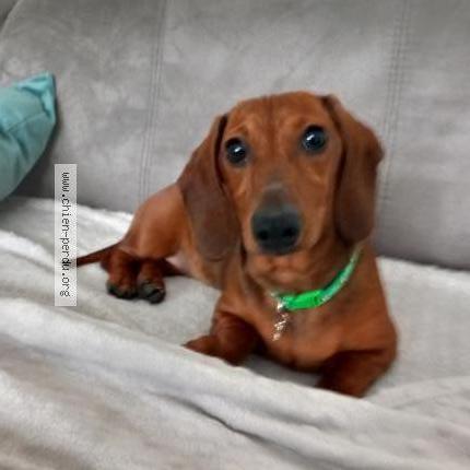 Photo de chien perdu à Lesigny