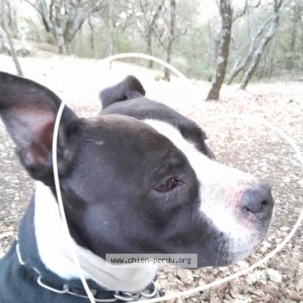 Photo 1/1 Chien retrouvé Perdu à Chateau arnoux