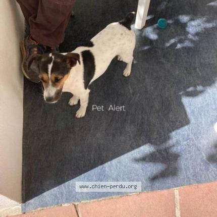 Photo de chien perdu à La Rochelle 17000