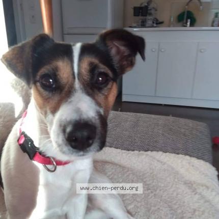 Photo 2/2 Chien retrouvé Perdu à La rochelle 17000