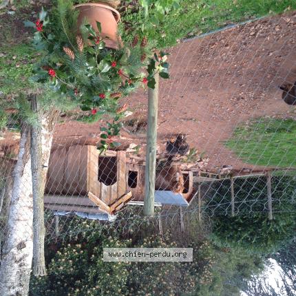 Photo de chien perdu à Letra