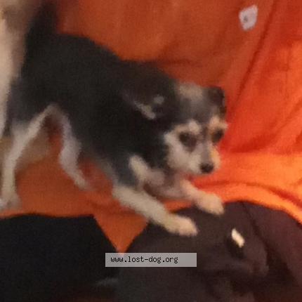 Photo 2/2 Roscoe Chien perdu à Sacramento