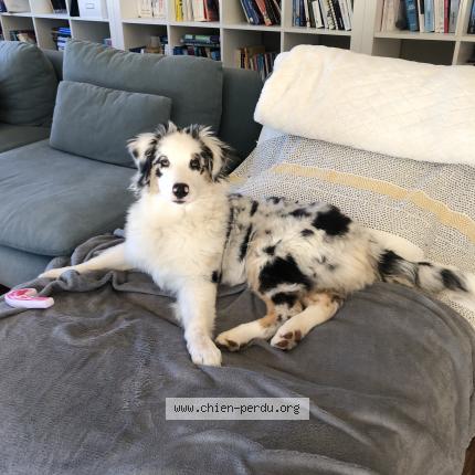 Photo 1/1 Chien retrouvé Perdu à Juigne Sur Loire
