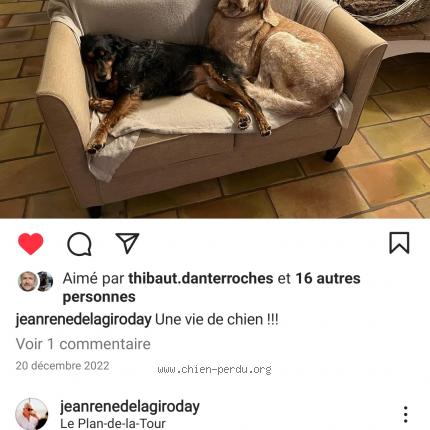 Photo 1/1 Chien retrouvé Perdu à Le muy