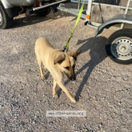 Photo 1/1 Chien retrouvé Trouvé à Lamothe capdeville
