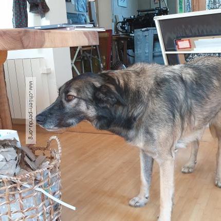 Photo 1/1 Chien retrouvé Trouvé à Viols le fort