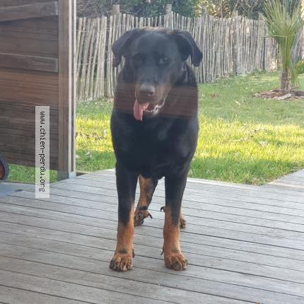 Photo 1/1 Chien retrouvé Trouvé à Soucelles